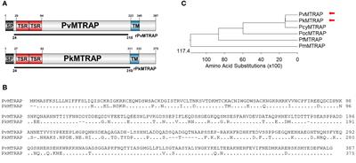 Characterization of merozoite-specific thrombospondin-related anonymous protein (MTRAP) in Plasmodium vivax and P. knowlesi parasites